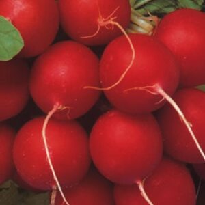 RABANETE VIP CRIMSON