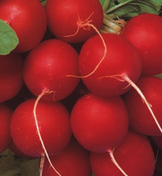 RABANETE VIP CRIMSON